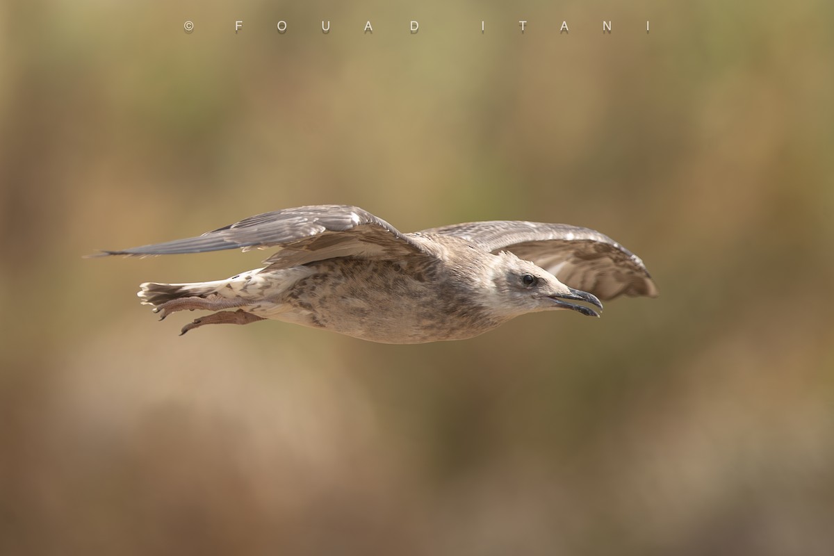 Yellow-legged Gull - ML638629588