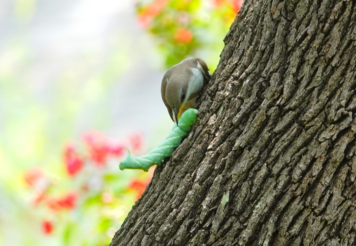 Yellow-billed Cuckoo - ML638629678