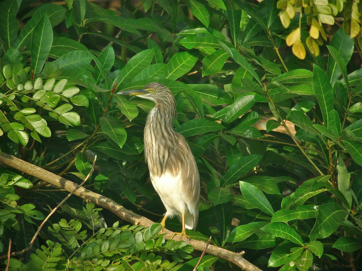 Indian Pond-Heron - ML638629681