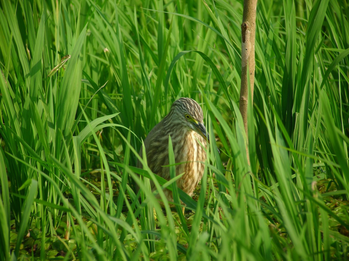 Indian Pond-Heron - ML638629685