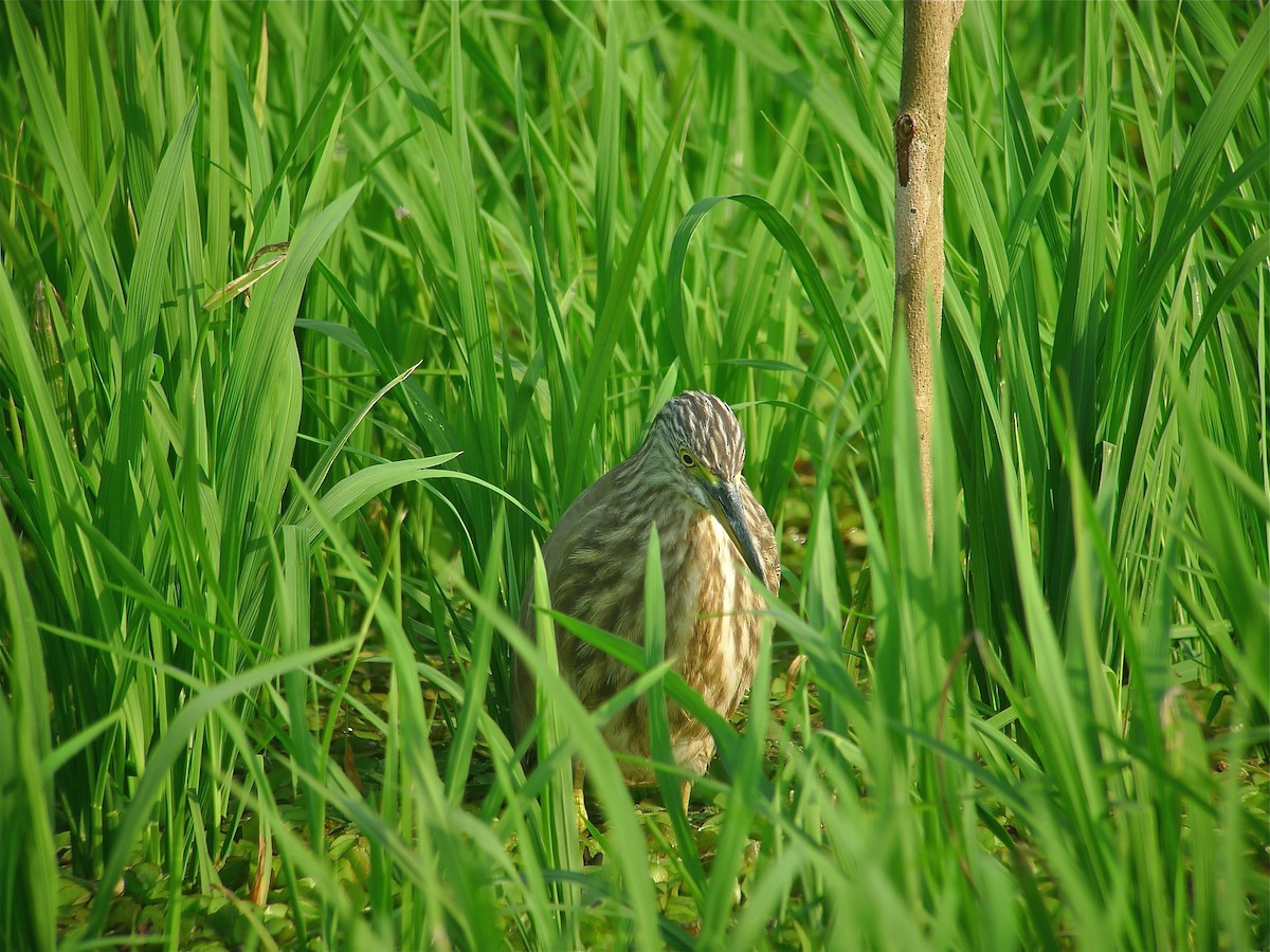 Indian Pond-Heron - ML638629687