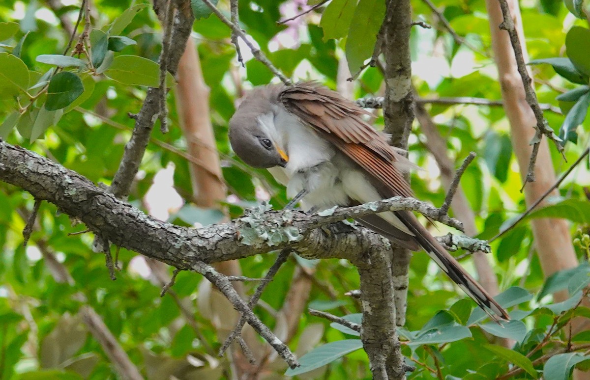 Yellow-billed Cuckoo - ML638629690