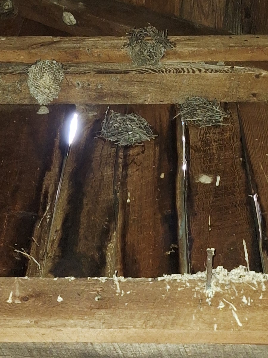 Chimney Swift - ML638629696