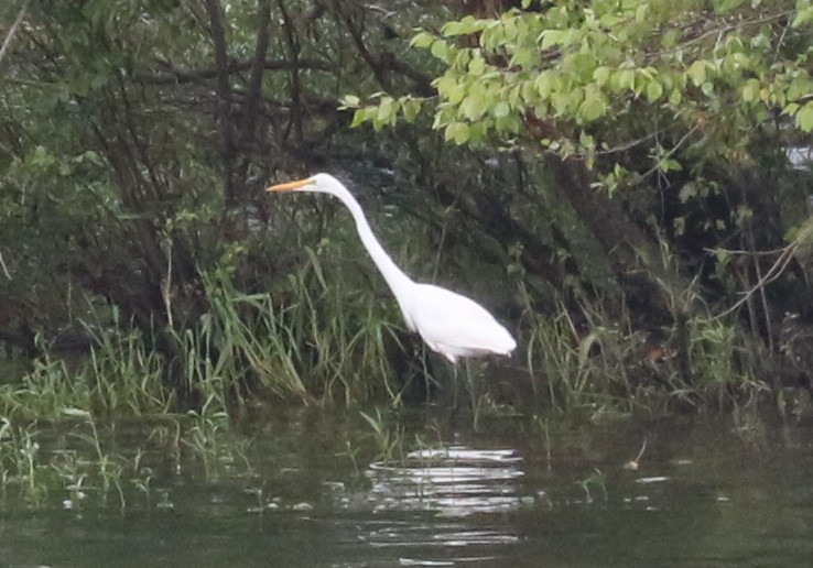 Great Egret - ML638629700
