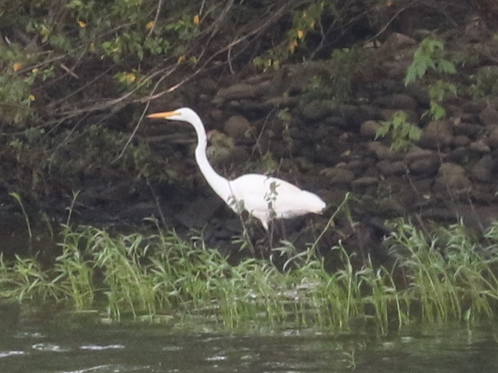 Great Egret - ML638629701