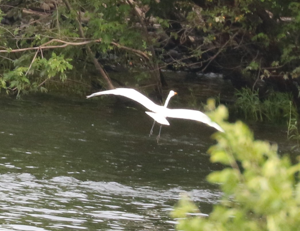 Great Egret - ML638629702