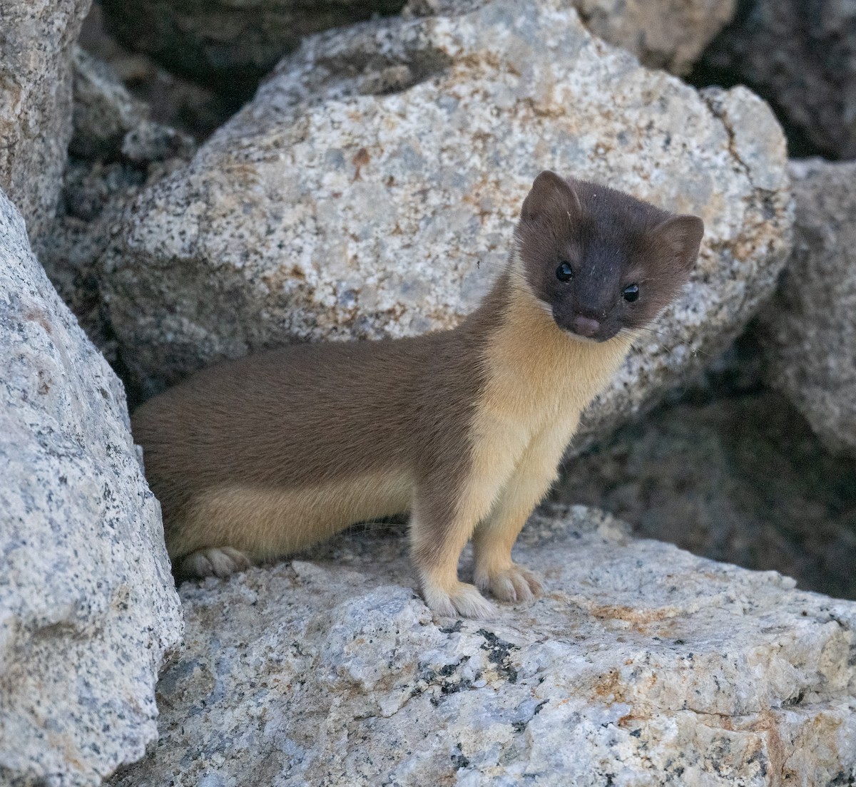 Long-tailed Weasel - Terry Rich