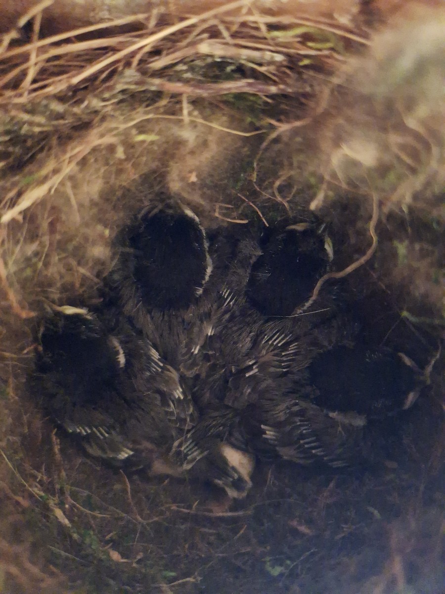 Black-capped Chickadee - ML638629722