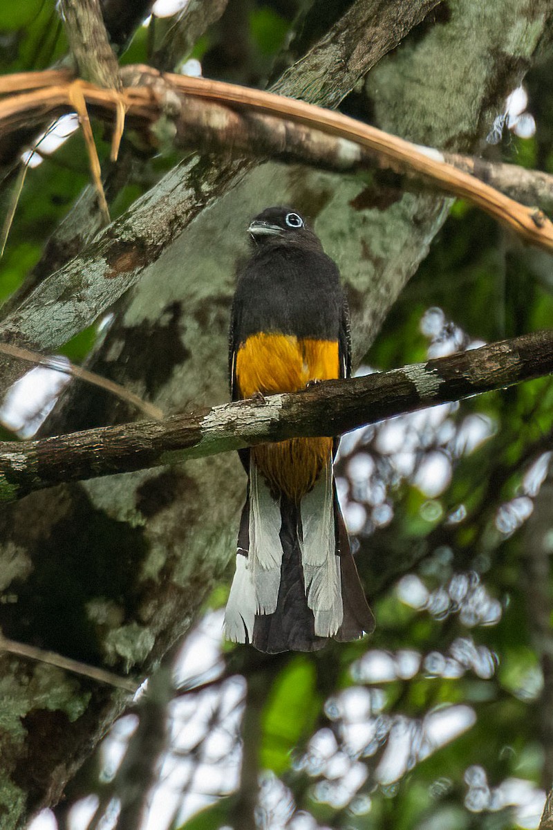 White-tailed Trogon - ML638629726