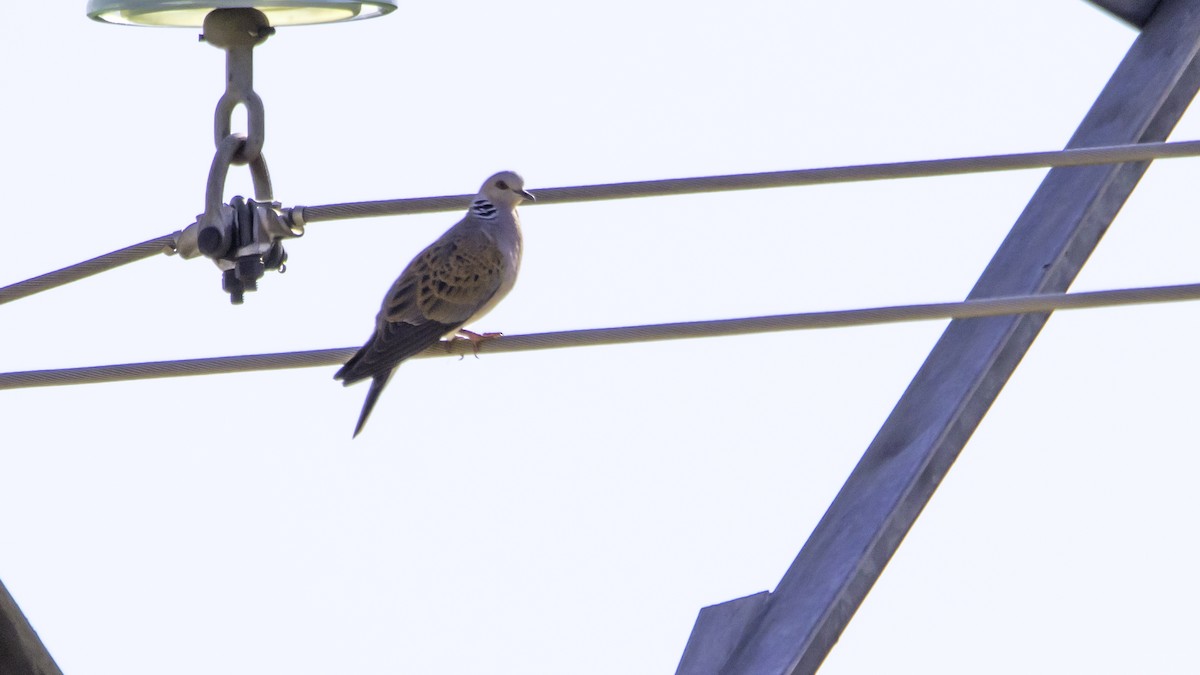 European Turtle-Dove - ML638629753