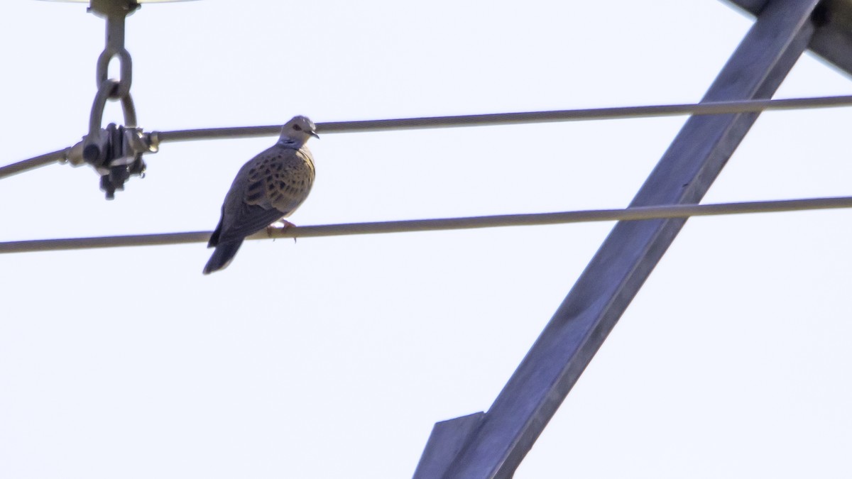 European Turtle-Dove - ML638629754