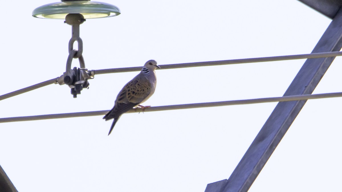 European Turtle-Dove - ML638629755