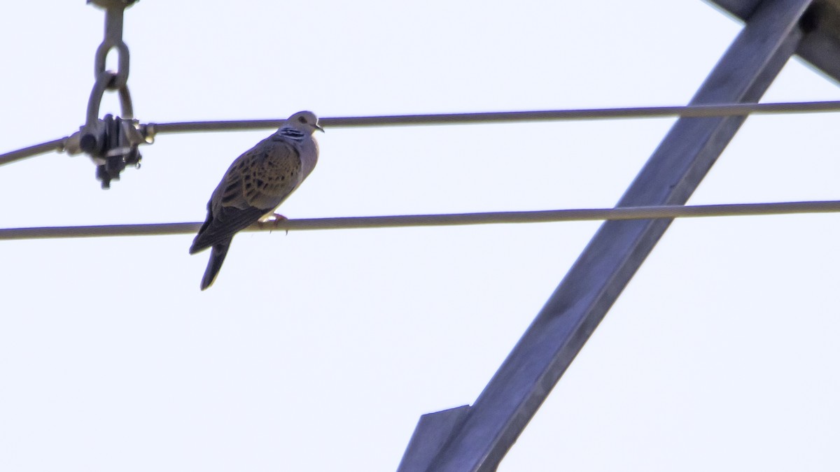 European Turtle-Dove - ML638629756