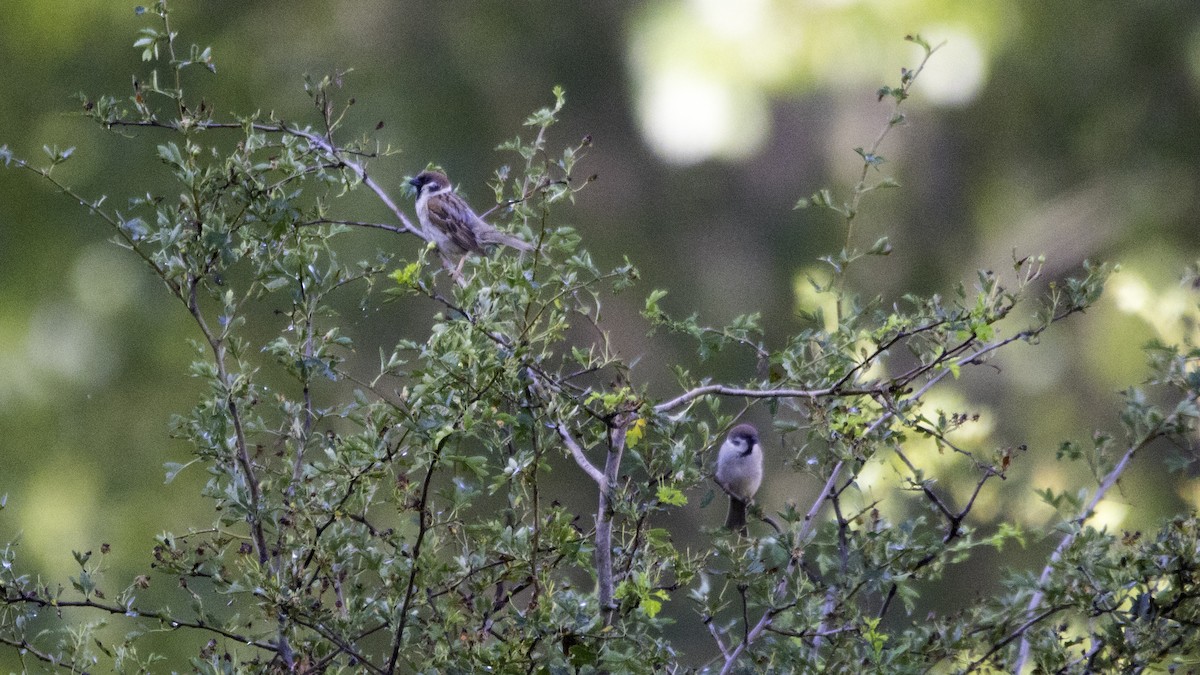 Eurasian Tree Sparrow - ML638629764