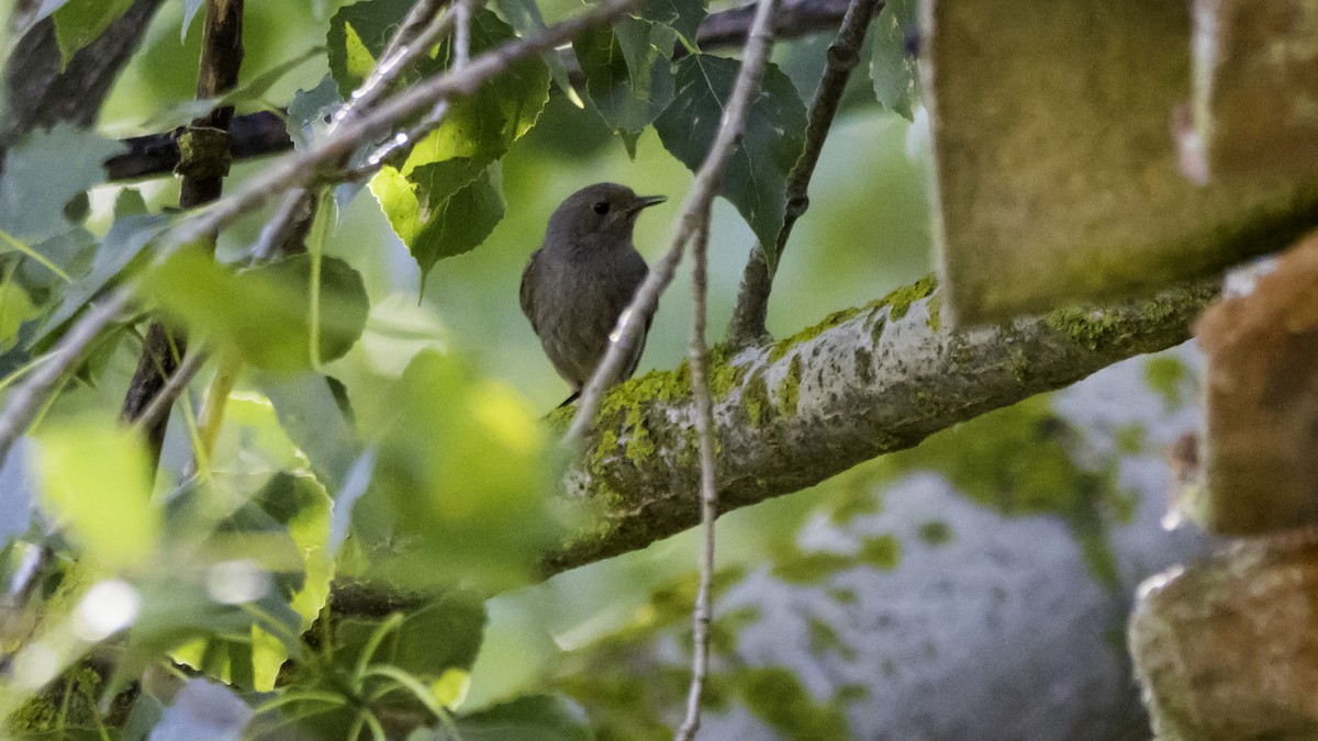 Black Redstart - ML638629765