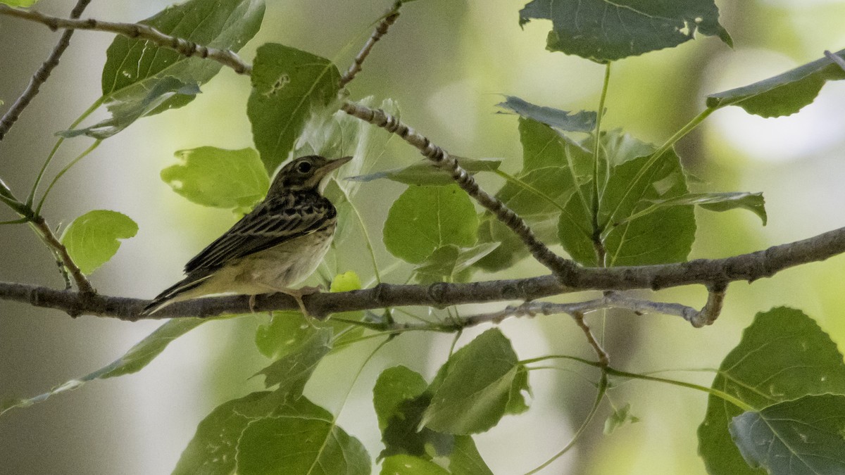 Tree Pipit - ML638629770