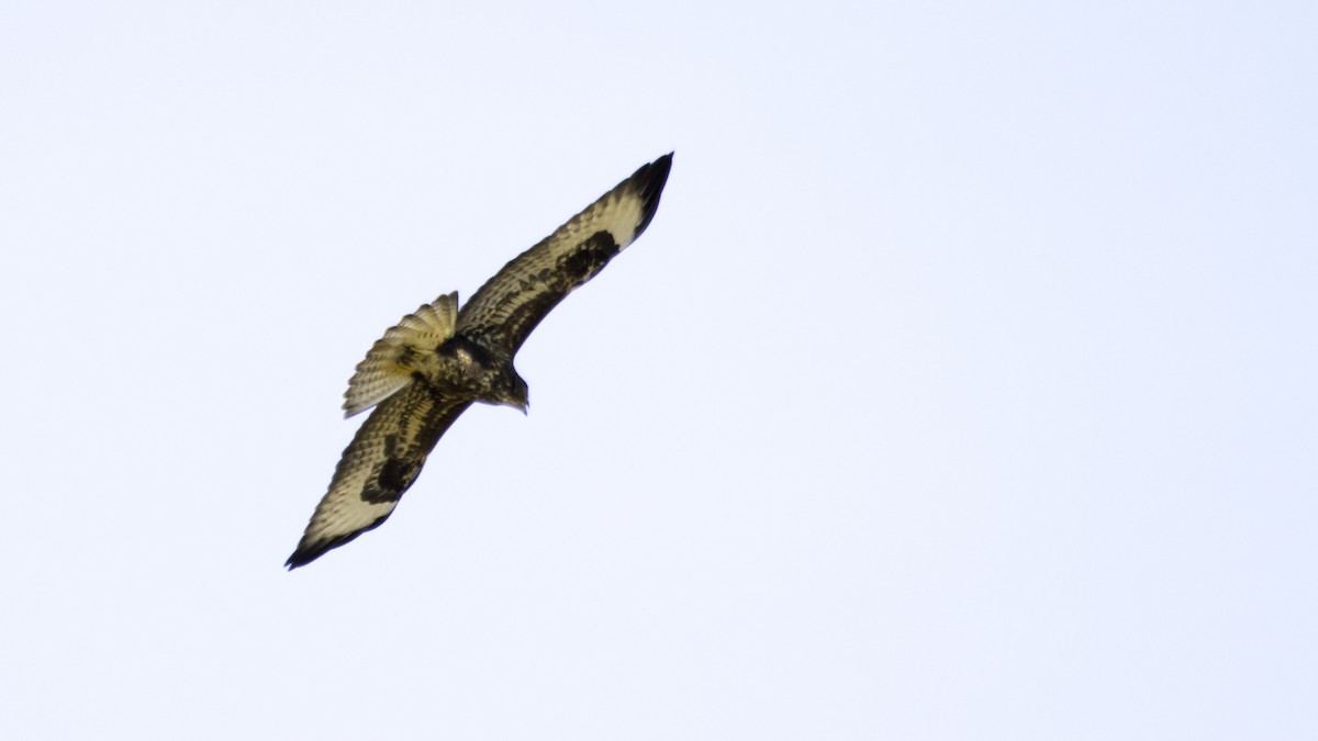 Common Buzzard - ML638629771