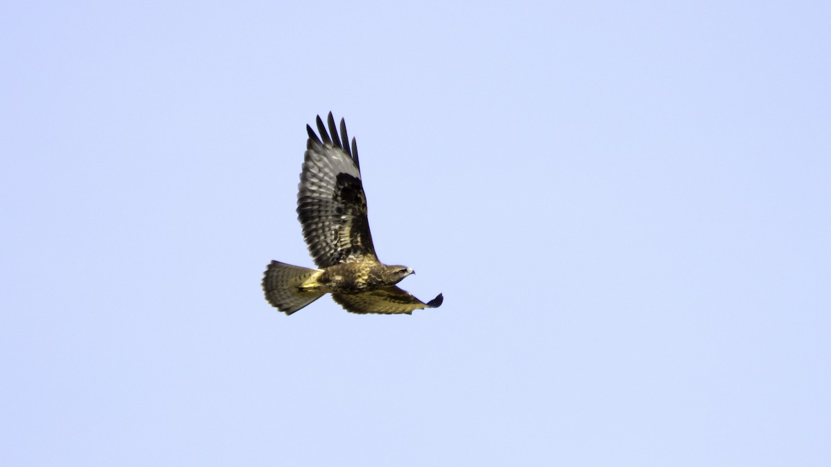 Common Buzzard - ML638629772