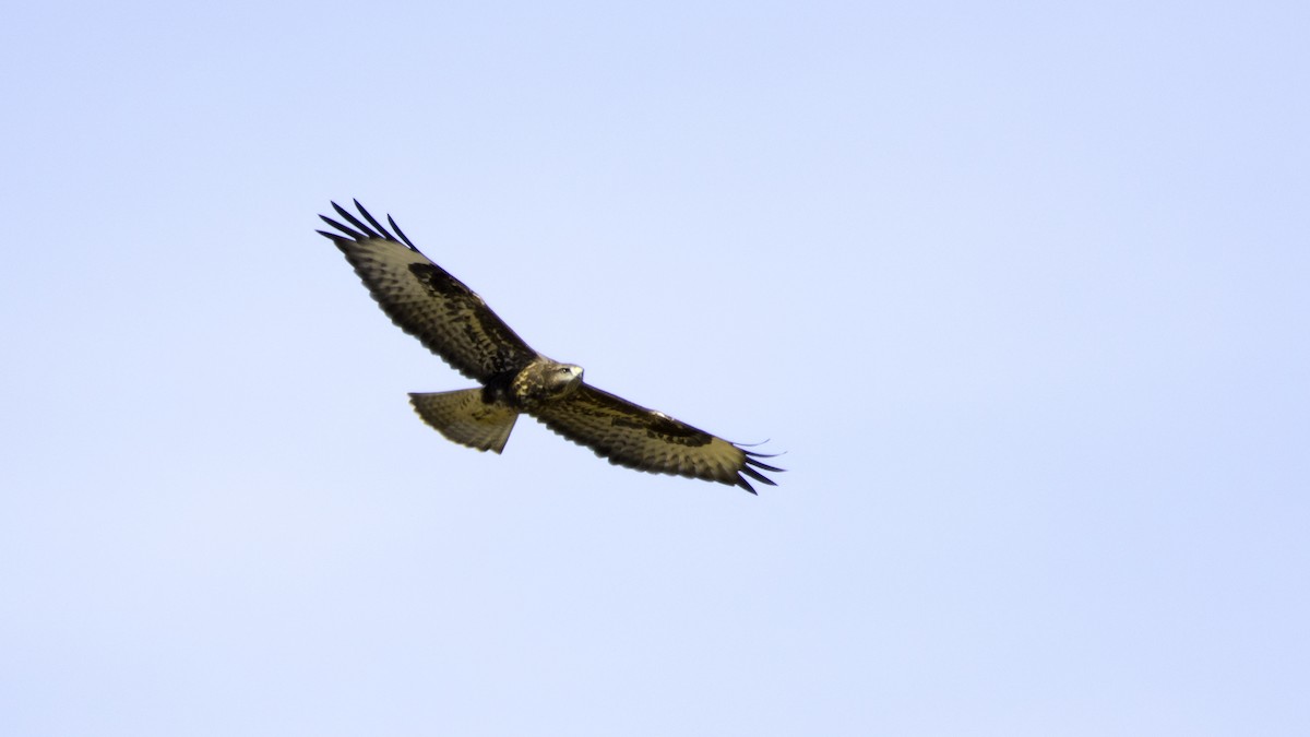Common Buzzard - ML638629773