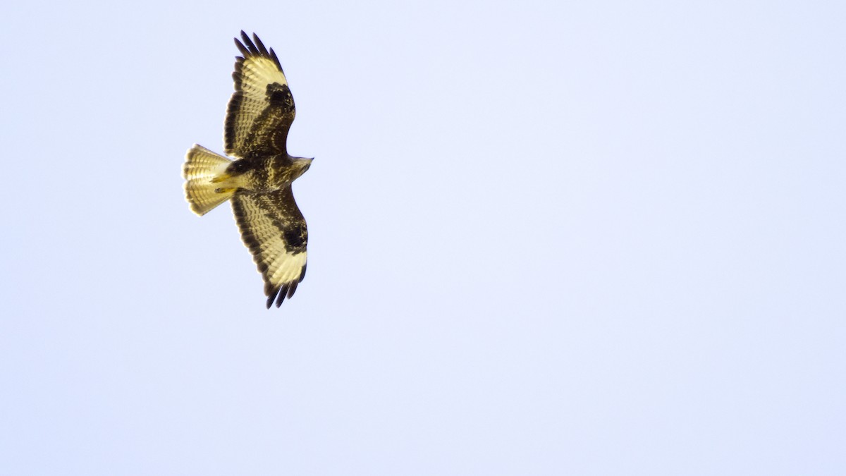 Common Buzzard - ML638629774