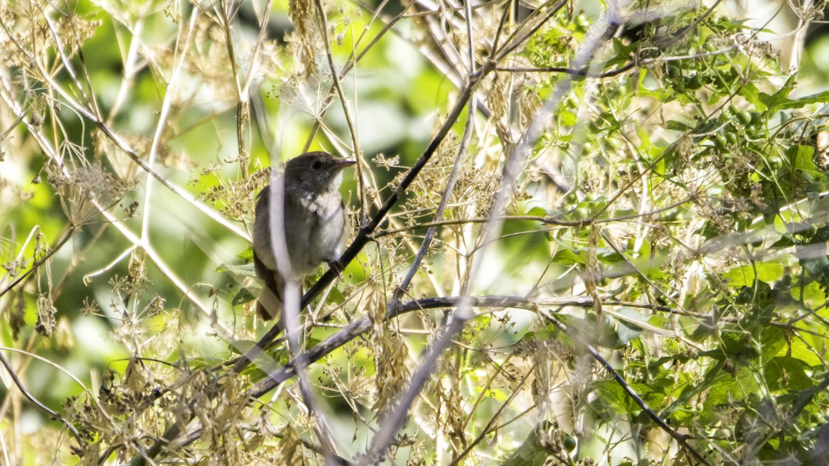 Common Nightingale - ML638629798