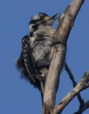 Downy Woodpecker - ML638629910