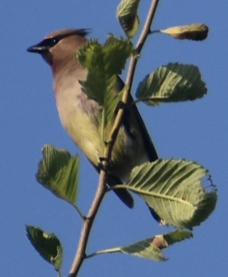 Cedar Waxwing - ML638629912