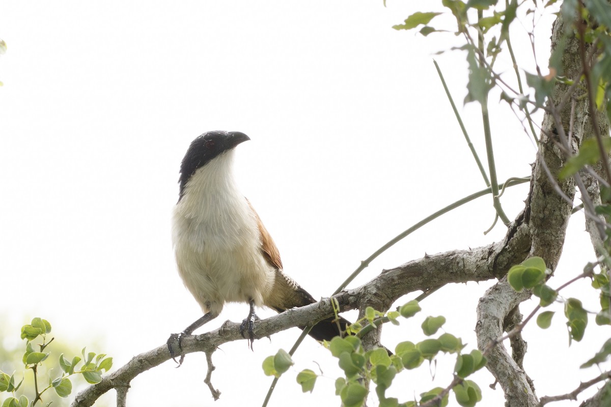 Burchell's Coucal - ML638629922