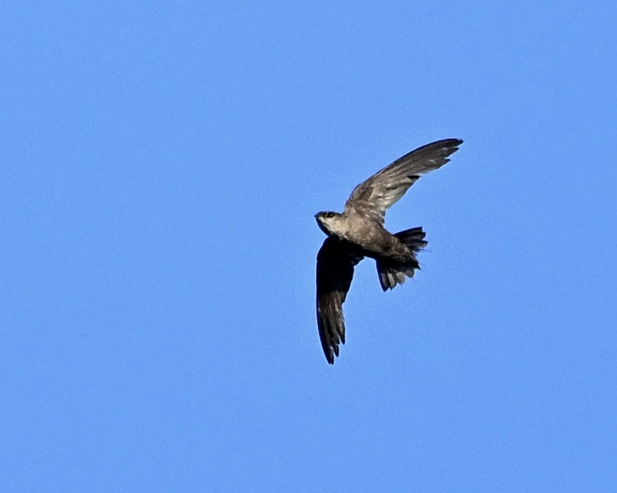 Chimney Swift - ML638629927