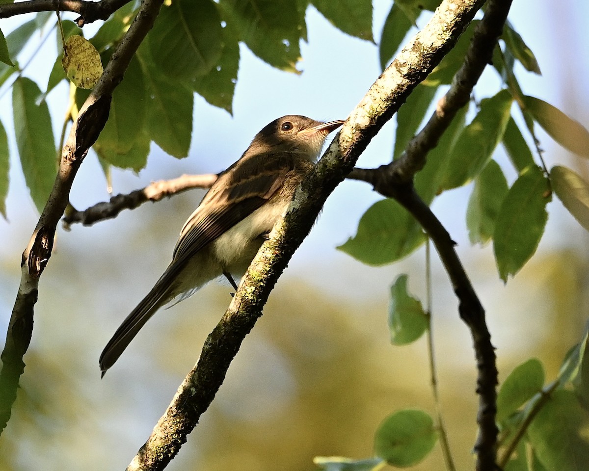 Eastern Phoebe - ML638629935