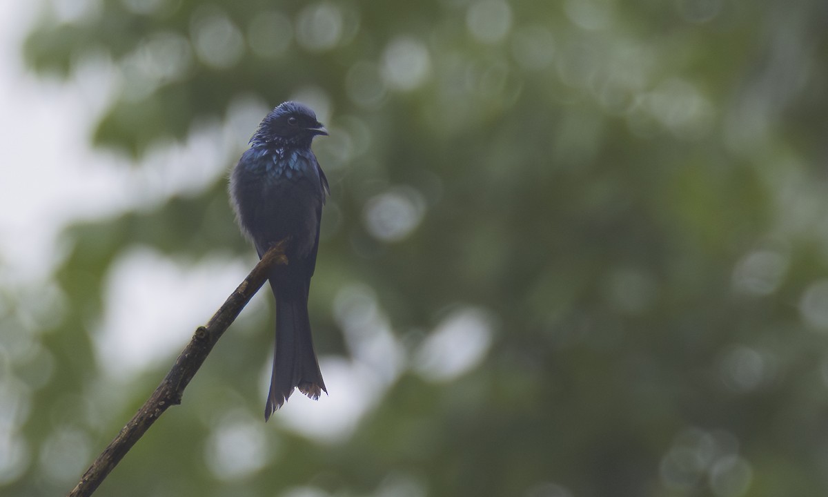 Bronzed Drongo - ML638629939