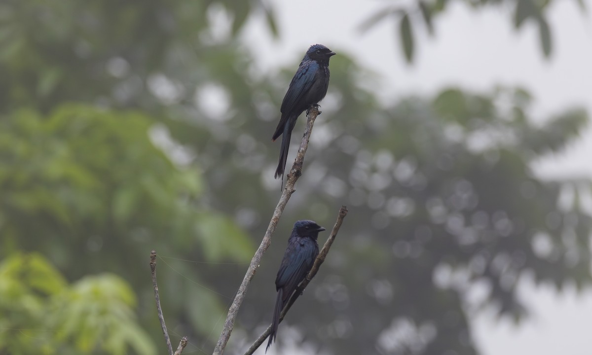 Bronzed Drongo - ML638629940