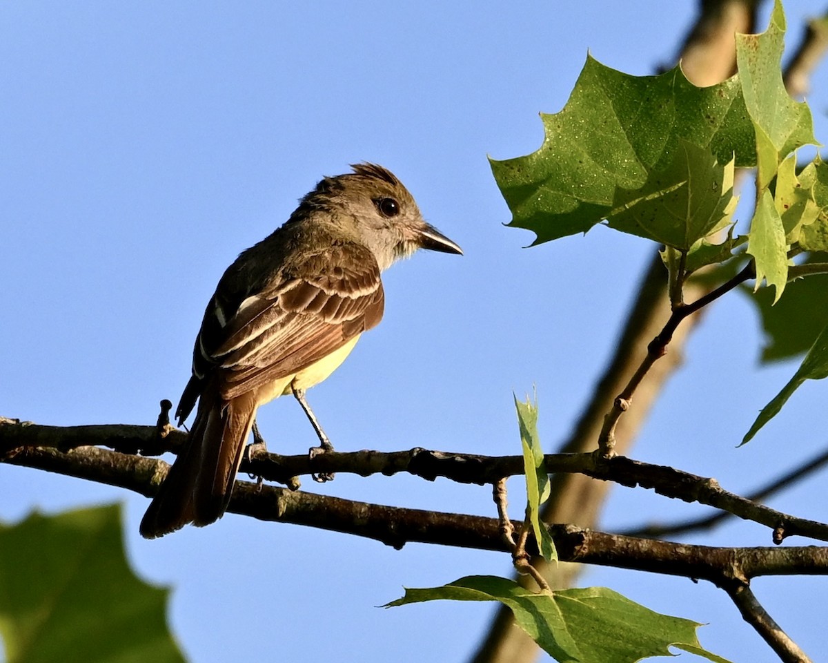 Great Crested Flycatcher - ML638629941