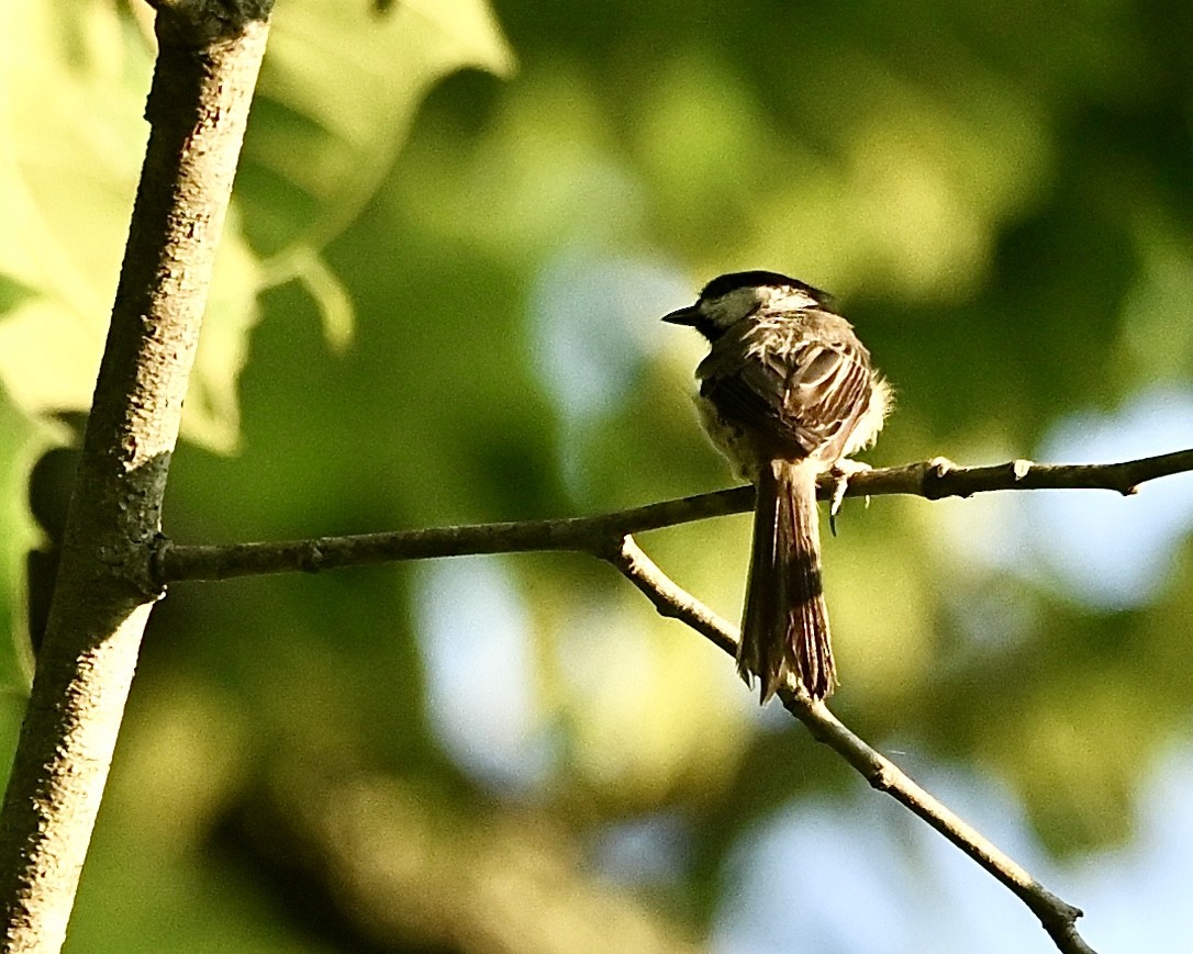 Carolina Chickadee - ML638629947