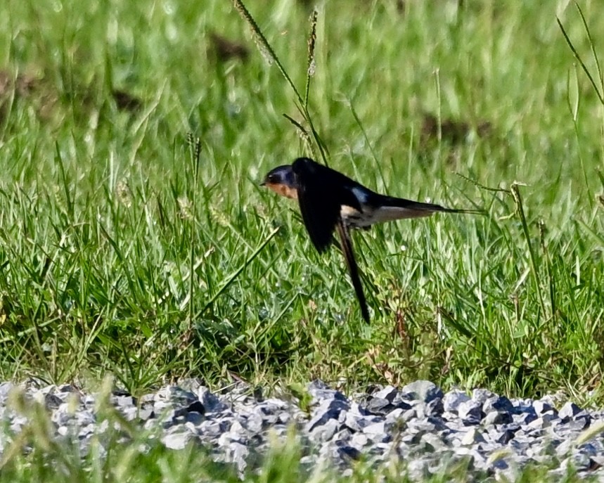 Barn Swallow - ML638629953