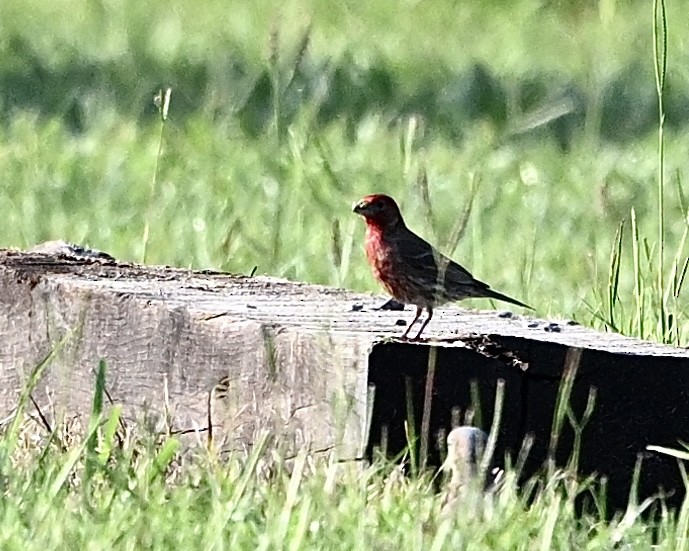 House Finch - ML638629970