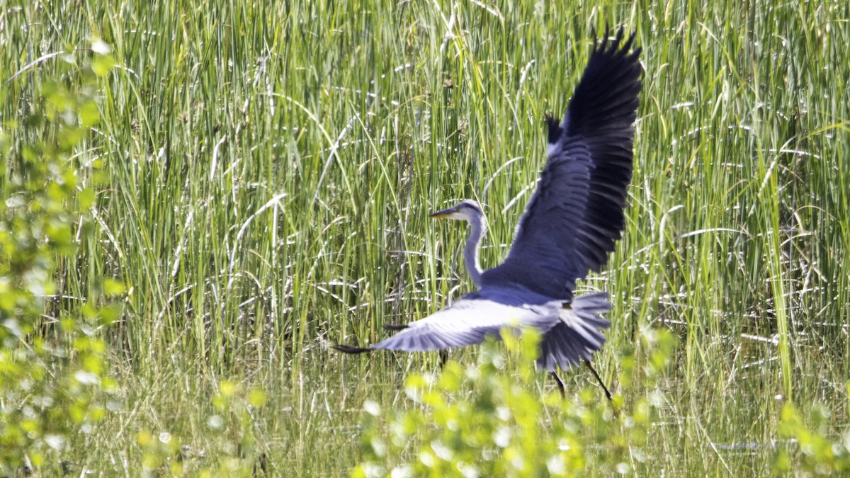 Gray Heron - ML638629972