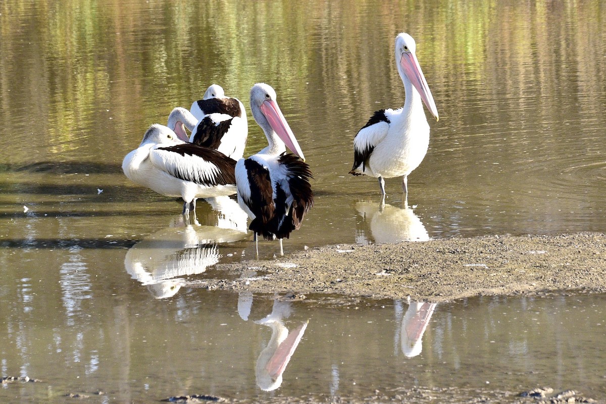 Australian Pelican - ML638629973