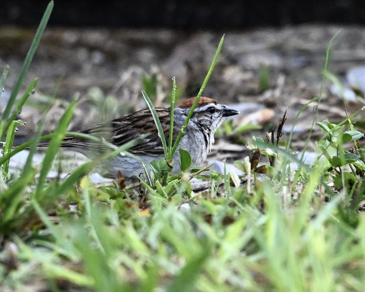 Chipping Sparrow - ML638629974