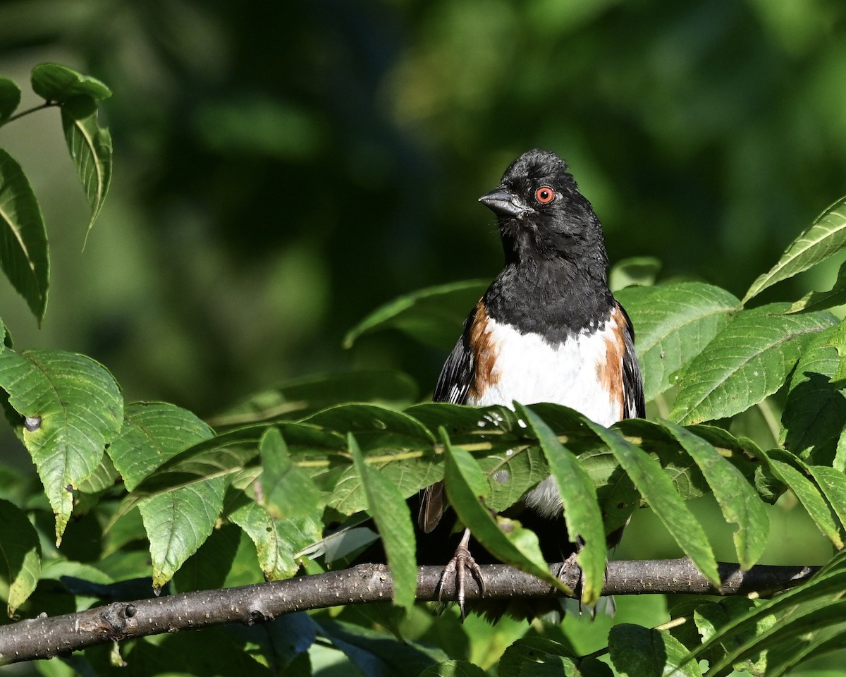 Eastern Towhee - ML638629977