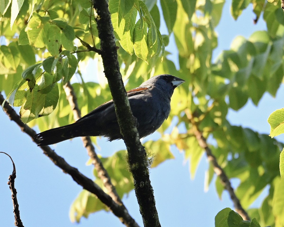 Blue Grosbeak - ML638629989