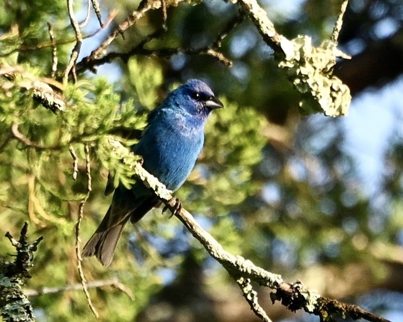 Indigo Bunting - ML638629995