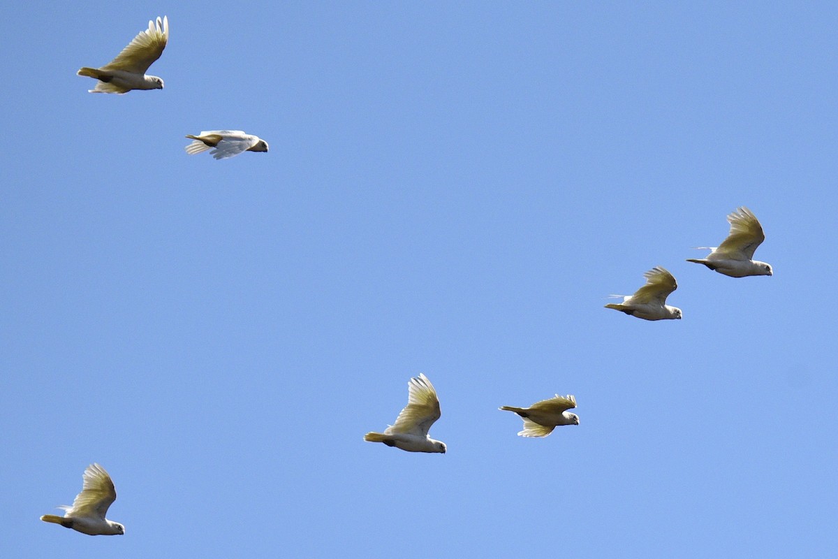 Little Corella - ML638629996