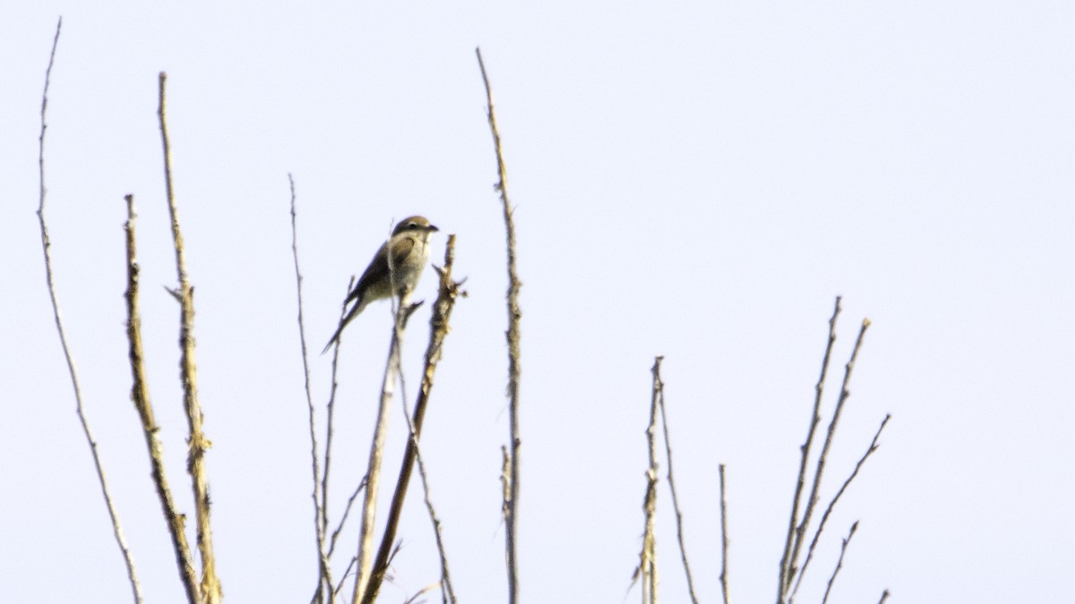 Red-backed Shrike - ML638629998