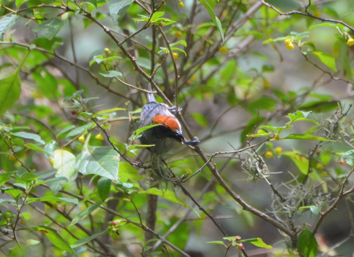 Scrub Tanager - ML638630017