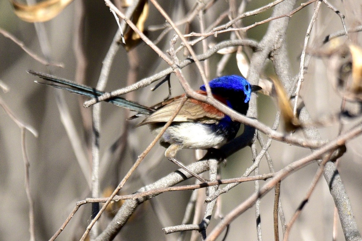 Purple-backed Fairywren - ML638630021