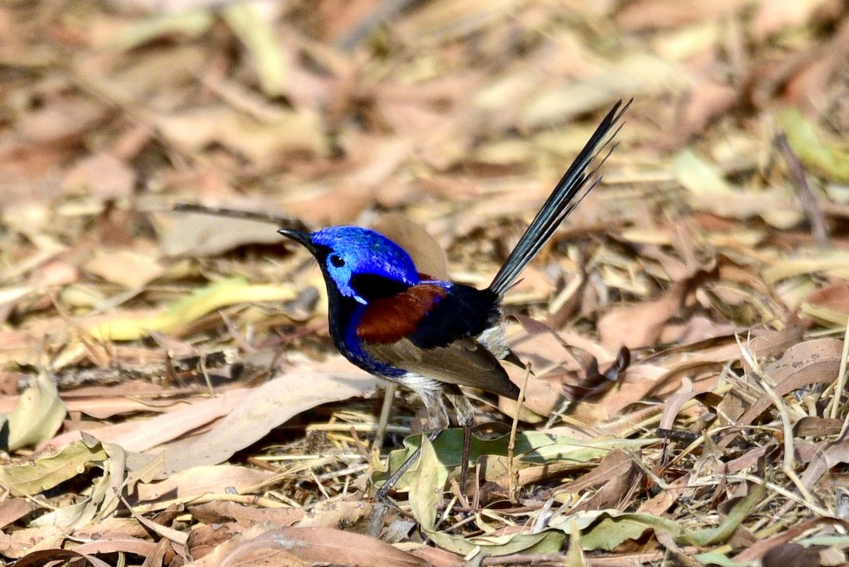 Purple-backed Fairywren - ML638630022