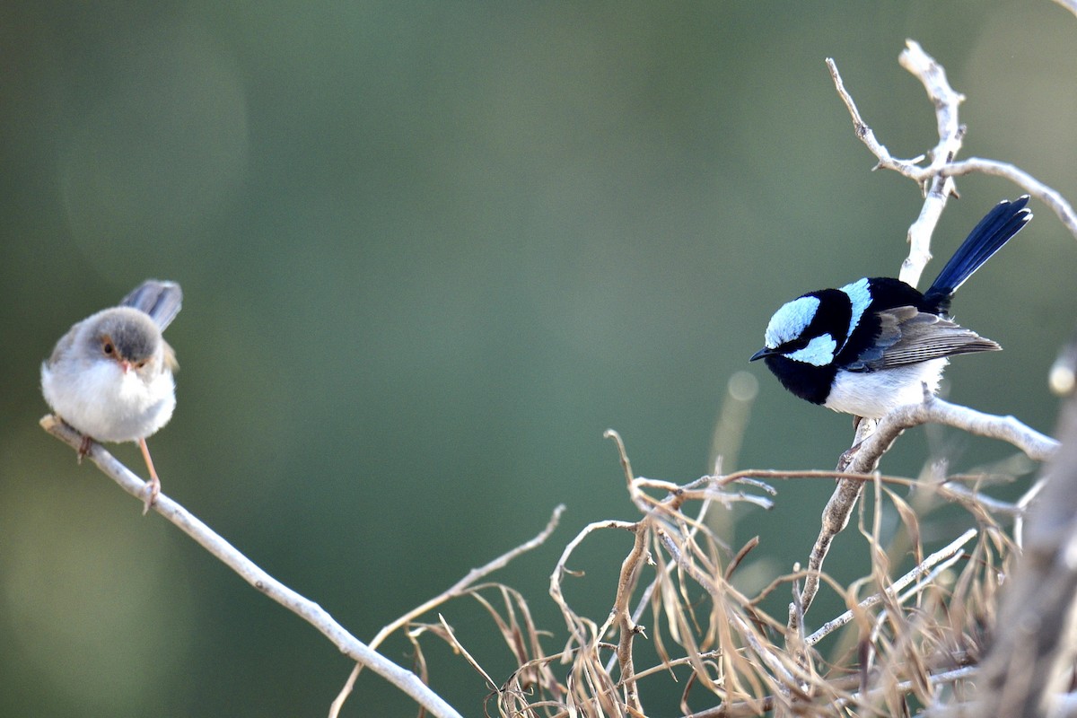 Superb Fairywren - ML638630033