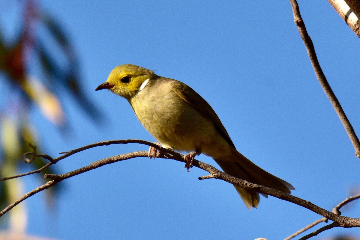 White-plumed Honeyeater - ML638630055