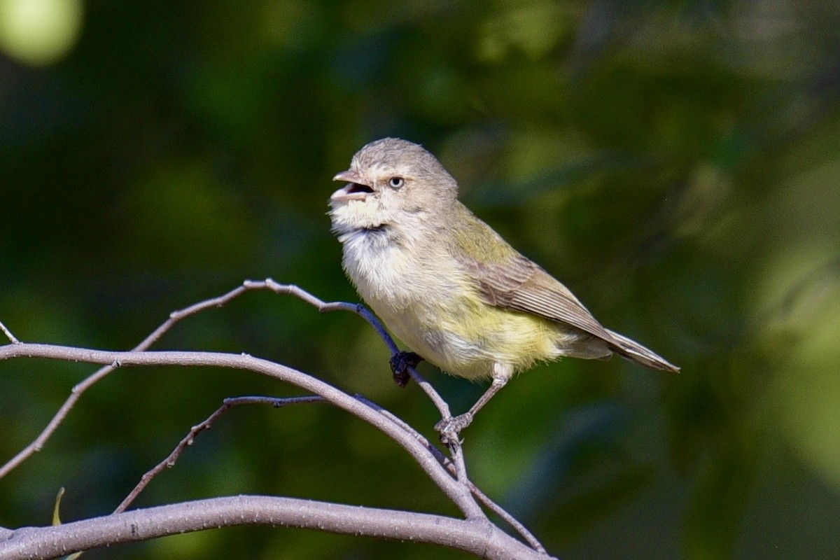 Weebill - ML638630074